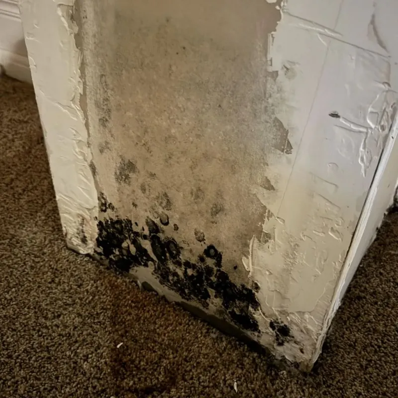 Professional Mold Removal in Southlake, TX